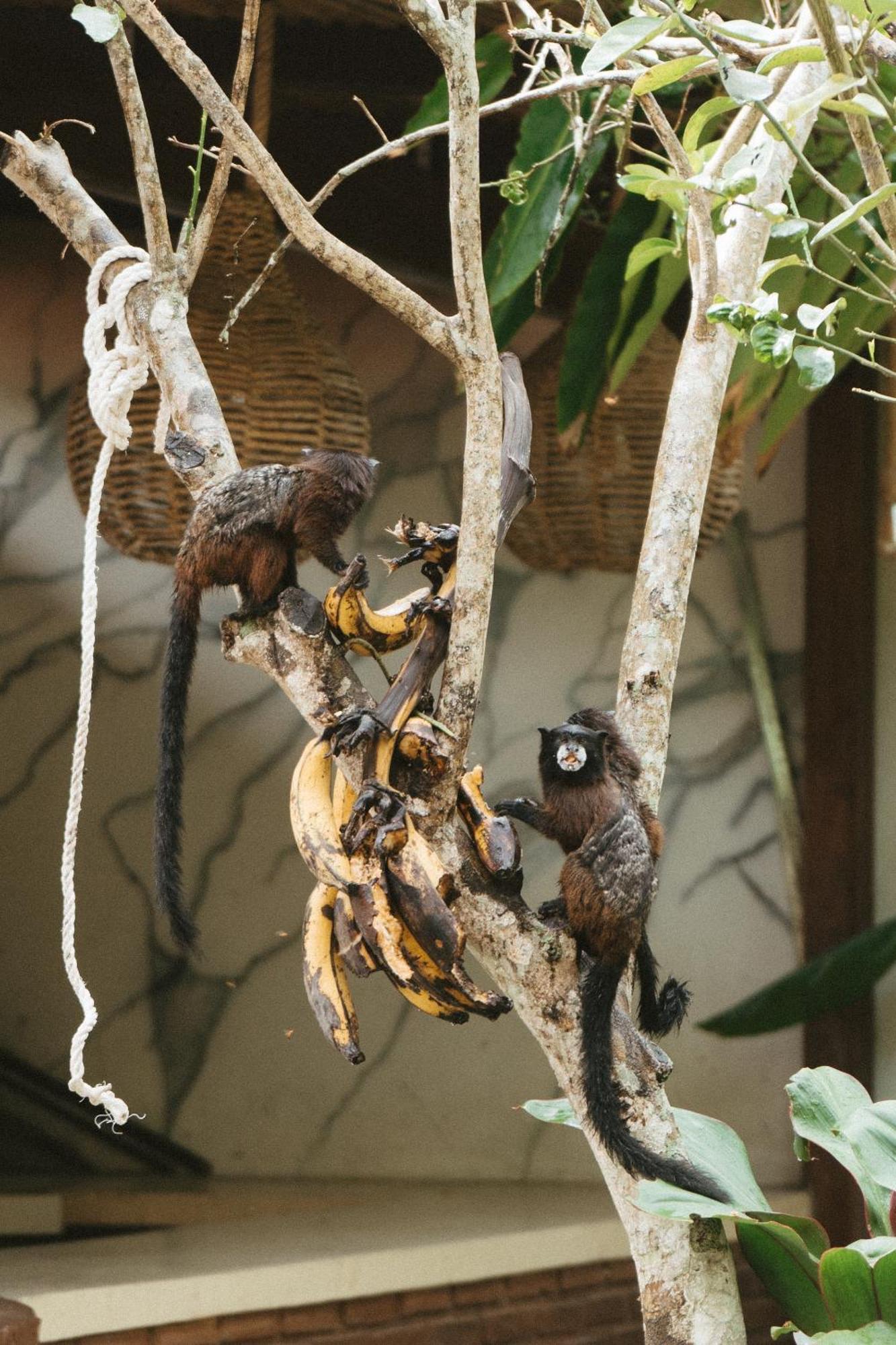 Villa Lu Amazon Ecolodge ตาราโปโต ภายนอก รูปภาพ